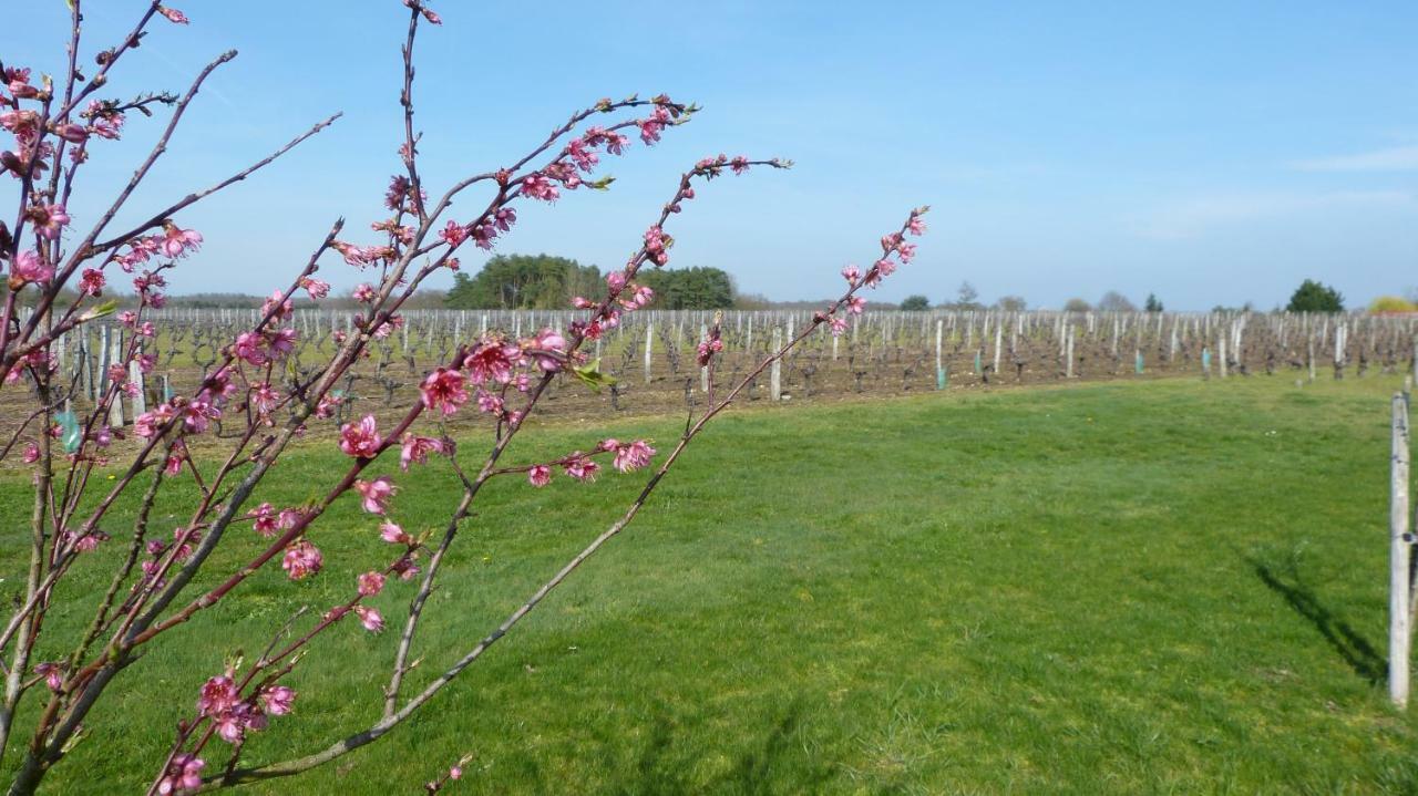 Вилла L'Ecrin Au Coeur Des Vignes Сен-Жорж-сюр-Шер Экстерьер фото